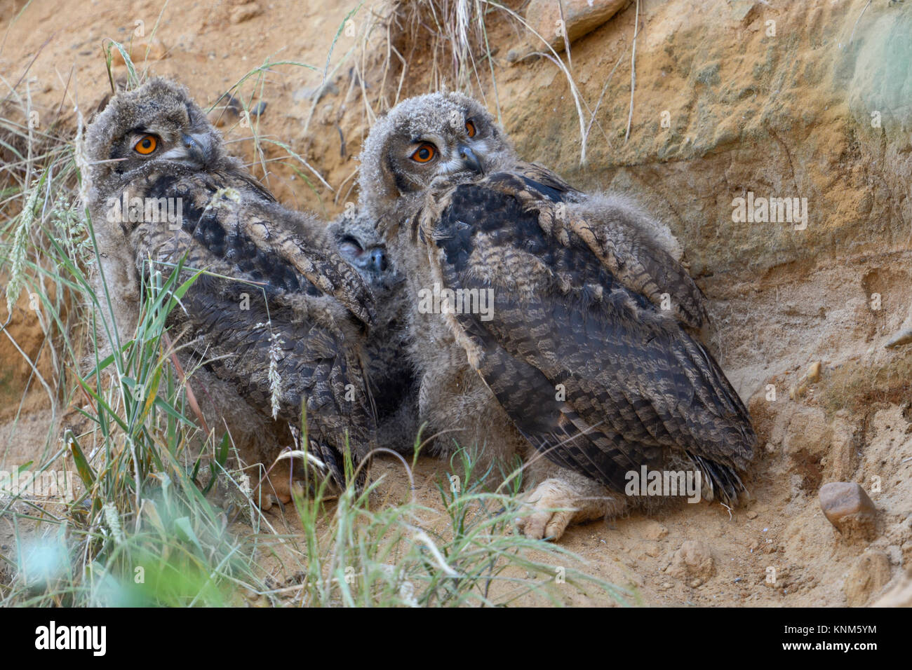 Grand hibou / Hiboux / Europaeische Uhus ( Bubo bubo ), deux poussins dans un bac à sable, regardant de côté critique, drôle, de la faune, de l'Europe. Banque D'Images