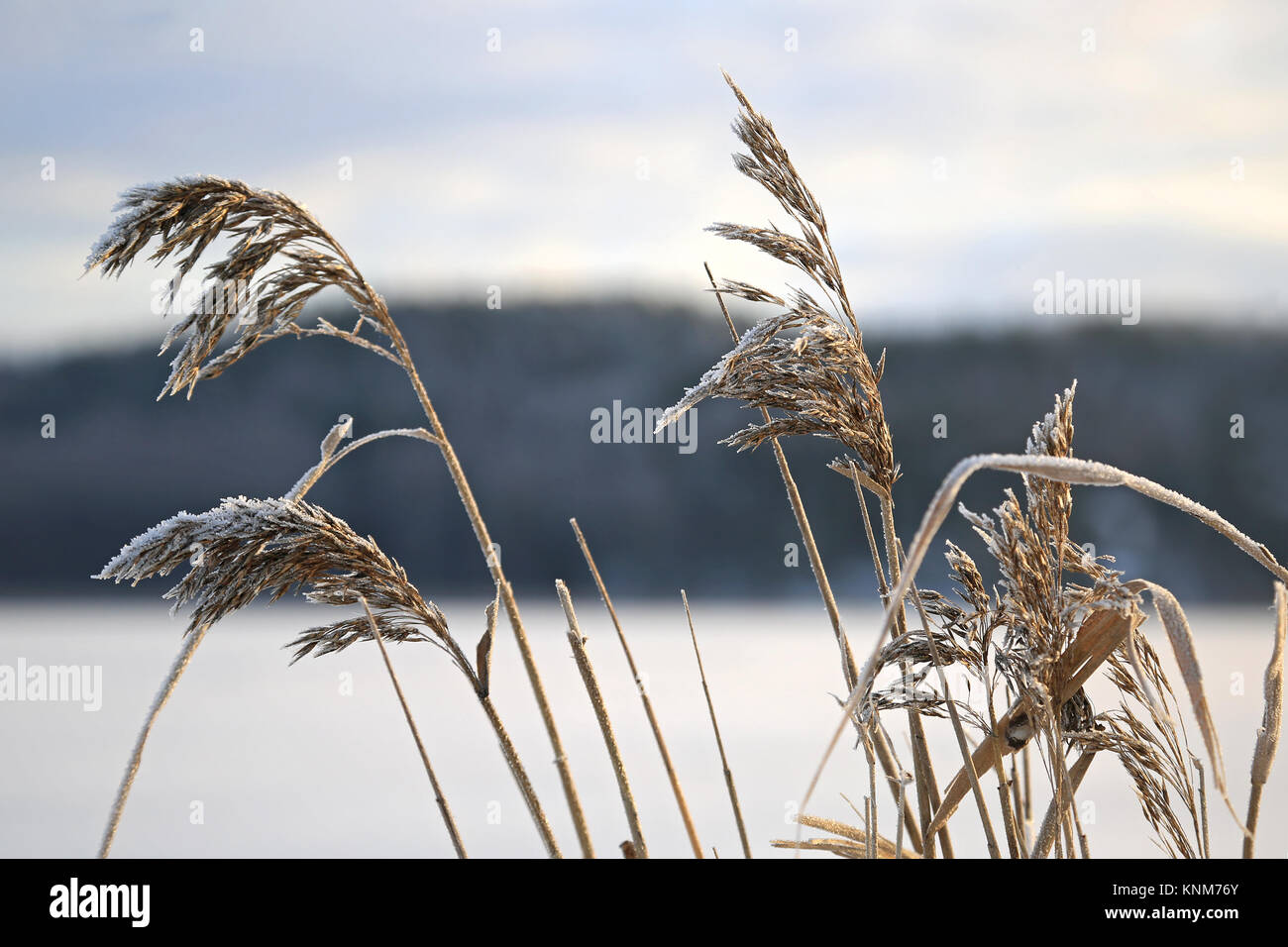 Givre sur les têtes de graine de roseau commun (Phragmites australis) sur le bord de la mer en hiver. Banque D'Images