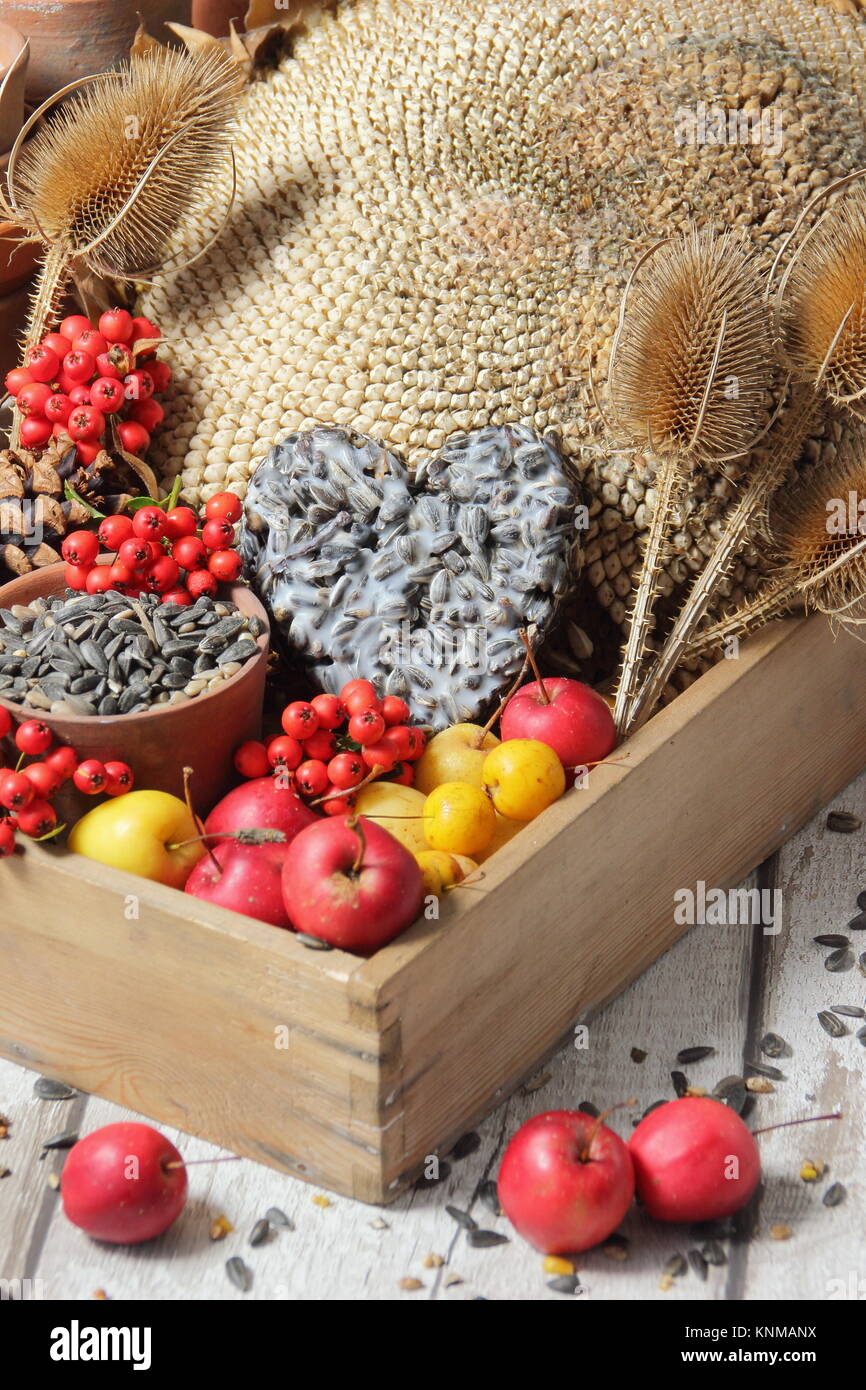 Buffet nourriture pour oiseaux ingrédients, y compris les pommes de crabe, graines de tournesol, graines cardère, fleurs colorées et un gâteau de rognon, réunis dans un plateau en bois Banque D'Images