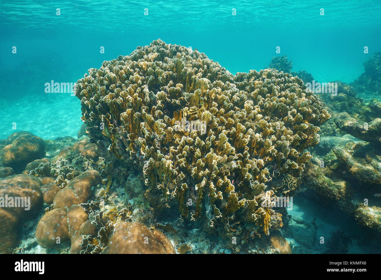 Reef avec blade fire coral Millepora complanata sous l'eau dans la mer des Caraïbes Banque D'Images