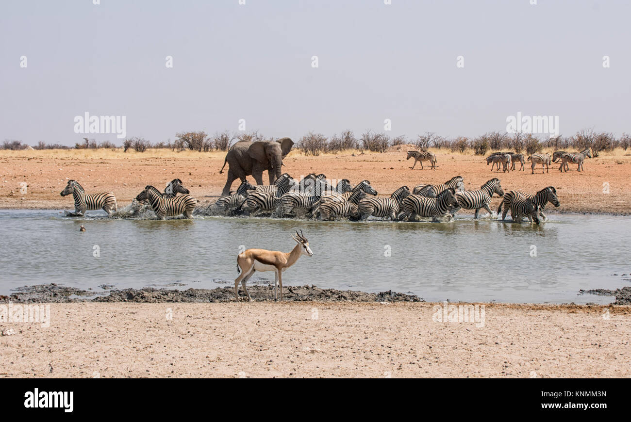 Un éléphant d'Afrique chasse à un trou d'arrosage Zebra en Namibie Banque D'Images