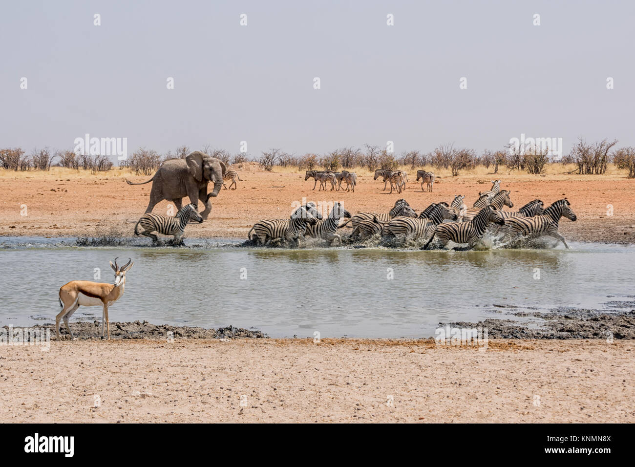 Un éléphant d'Afrique chasse à un trou d'arrosage Zebra en Namibie Banque D'Images
