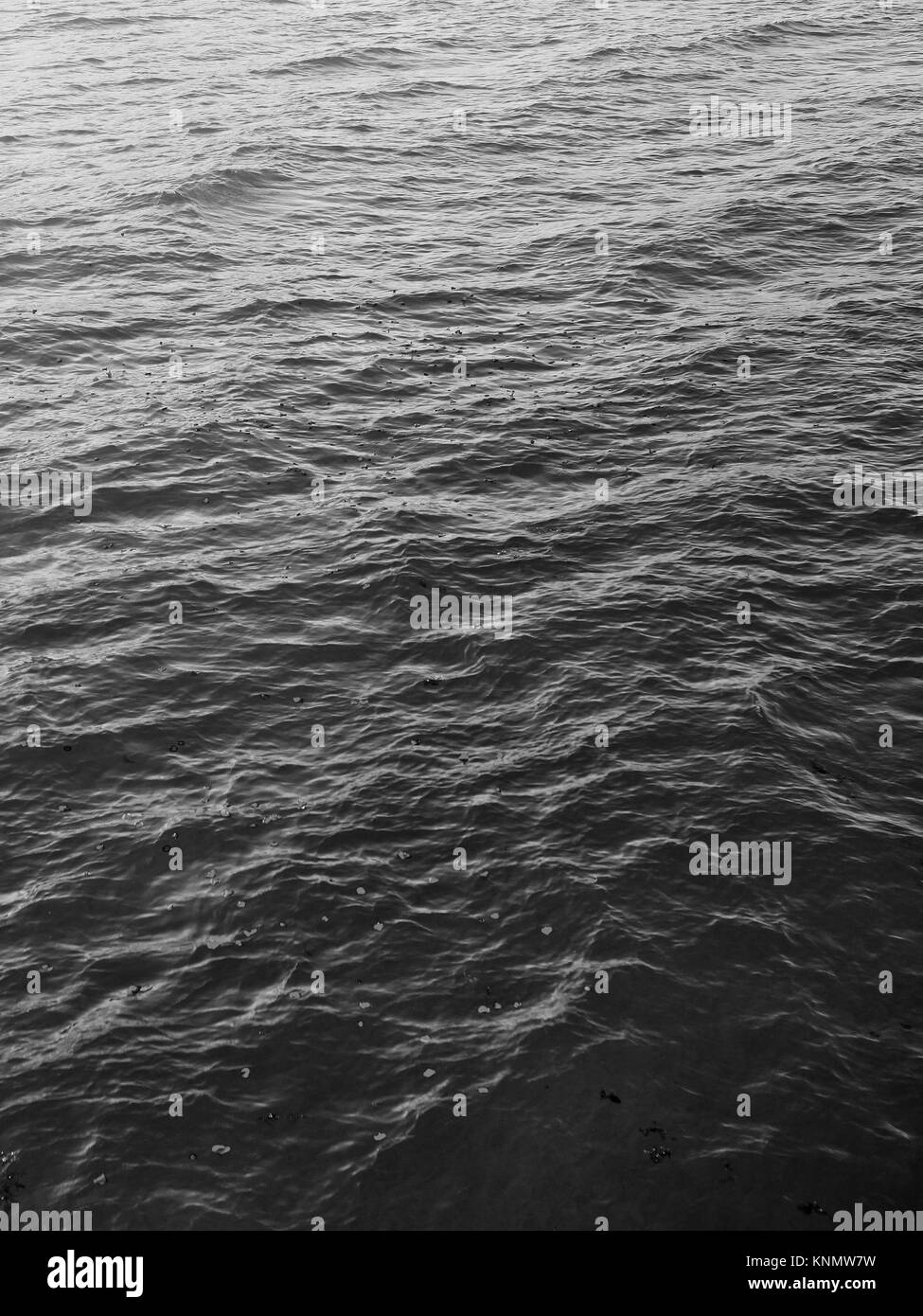 Des pétales de rose qui coule dans l'Océan Banque D'Images