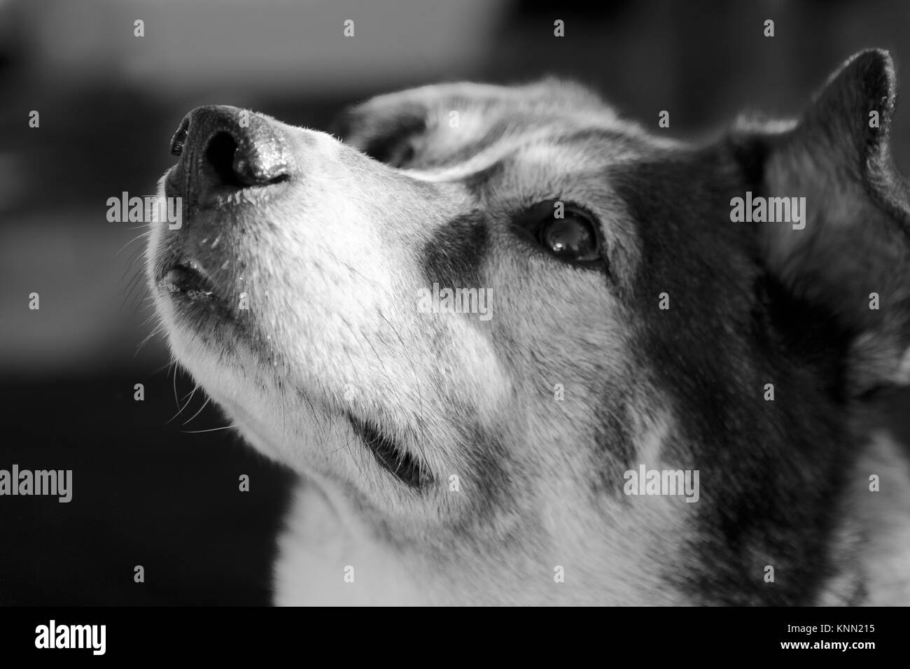 Chien Husky Mix Banque D'Images