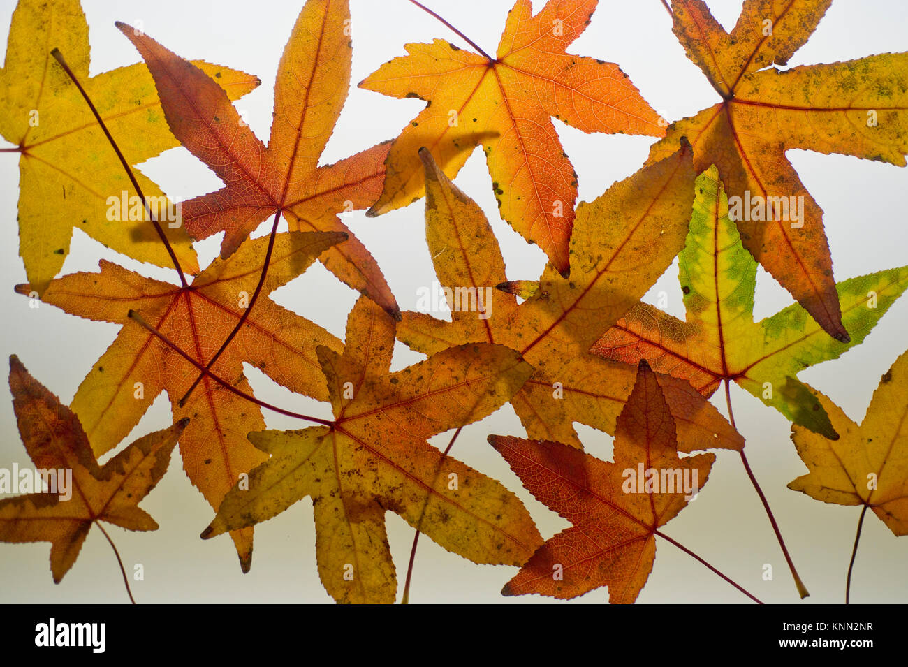 Le liquidambar feuilles en automne Banque D'Images