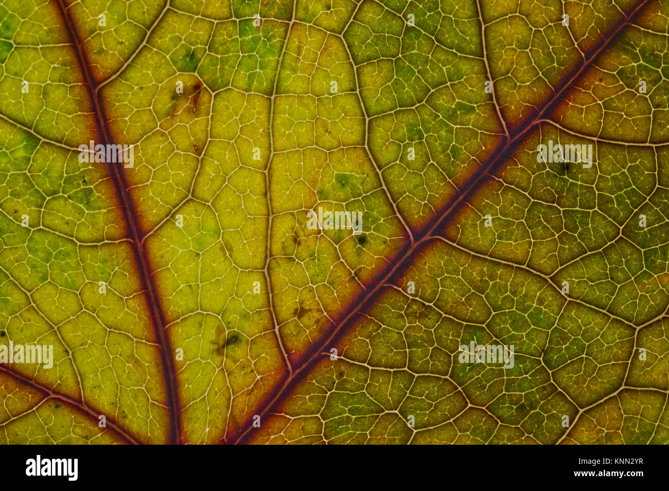 En automne les feuilles de liquidambar Banque D'Images