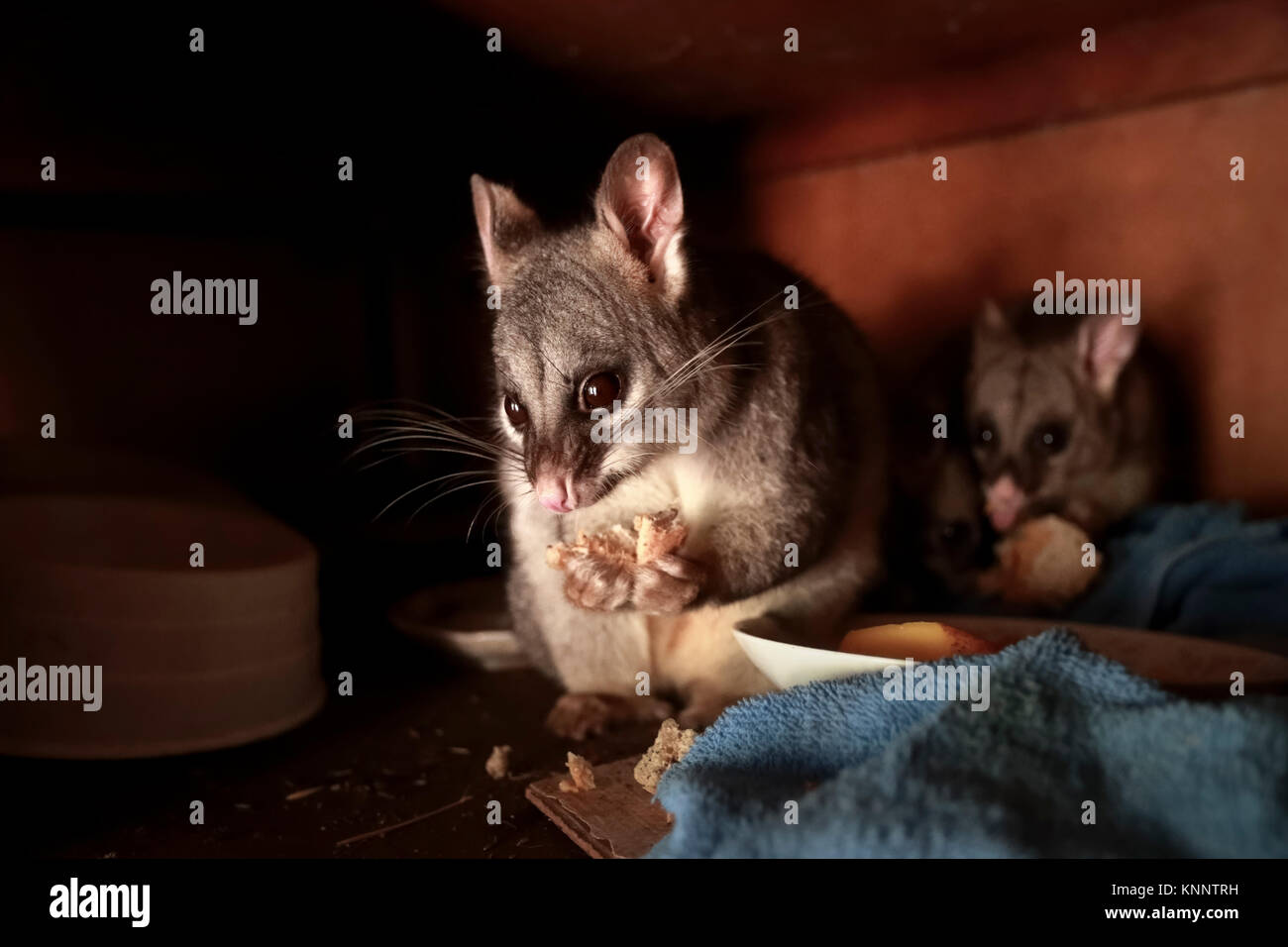 Possum à queue en brosse (Trichosurus vulpecula) Banque D'Images