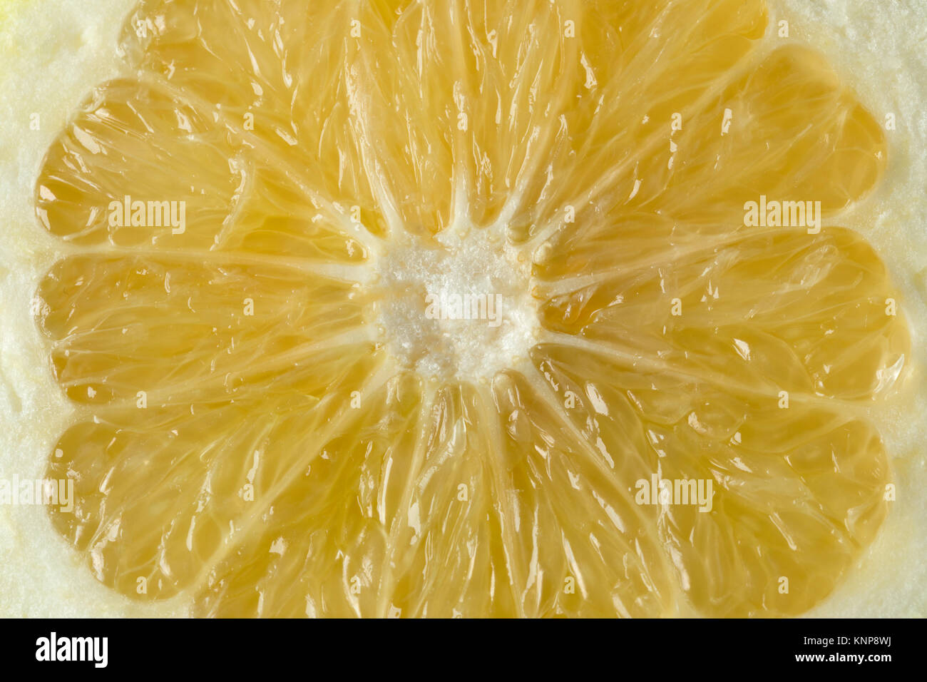 Close up de pulpe d'un fruit juteux oroblanco full frame Banque D'Images