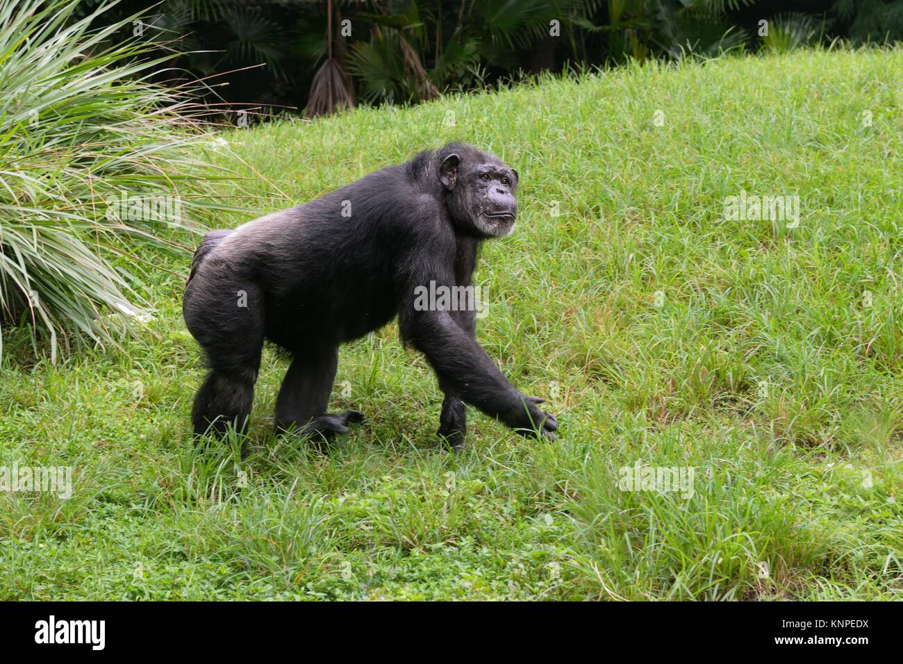 Un chimpanzé (Pan troglodytes), Busch Gardens Tampa, Florida, USA Banque D'Images