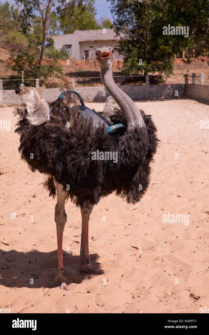 Ou d'Autruche Autruche commune (Struthio camelus), élevés dans une clôture pour les touristes, au Vietnam. Banque D'Images