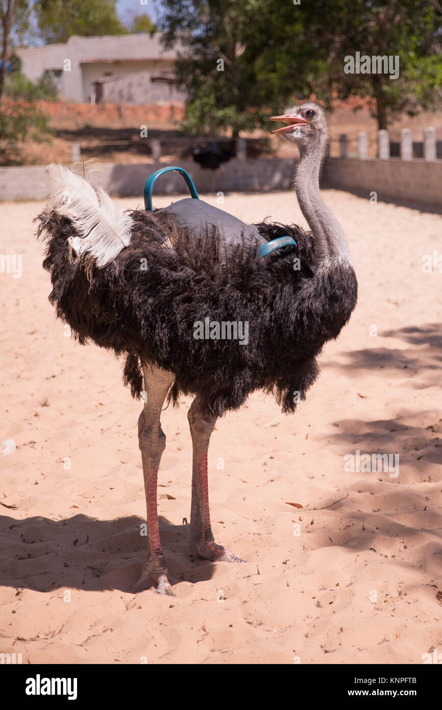 Ou d'Autruche Autruche commune (Struthio camelus), élevés dans une clôture pour les touristes, au Vietnam. Banque D'Images