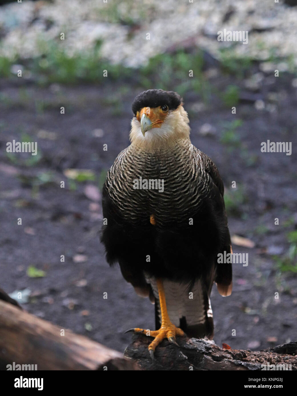 La partie nord caracara huppé est un oiseau de proie en rase campagne, où il est souvent vu à la charogne avec vautours. Banque D'Images