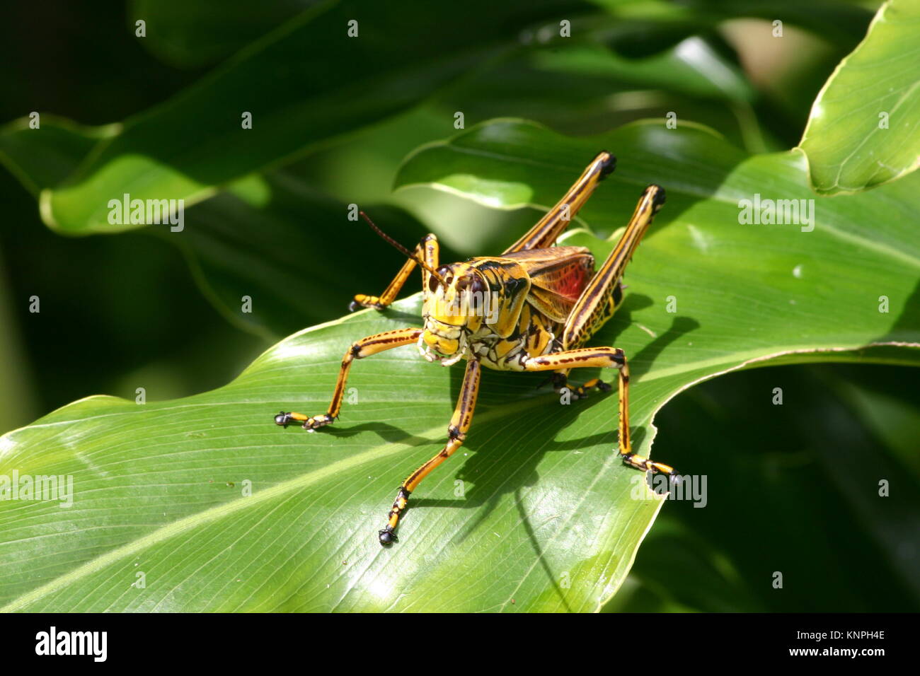 Lubber grasshopper en Floride est toxique pour la plupart des animaux Banque D'Images