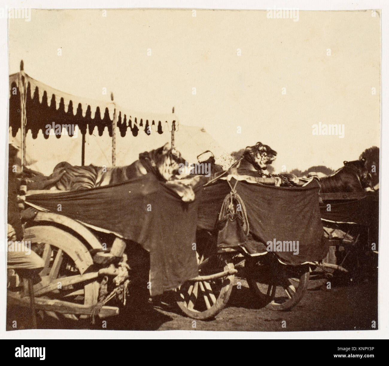 Photographie argentée de 1858 à 61 représentant des tigres présentés à la comtesse Canning, épouse du vice-roi d'Inde, à Agra. L'image mesure 6,5 x 7,6 cm et est montée sur une feuille plus grande. Banque D'Images