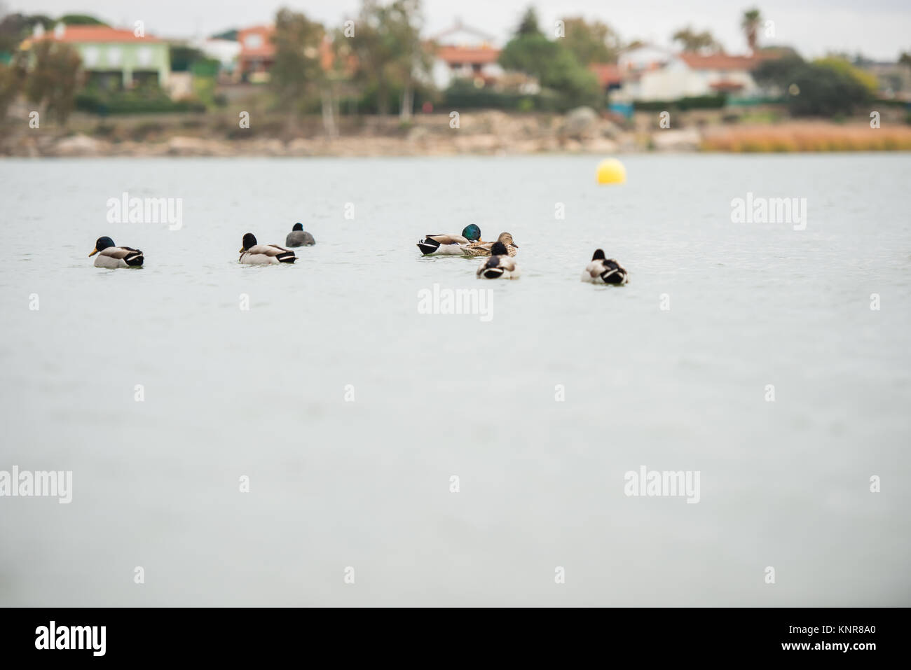 Groupe de canards (hommes et femmes) dans l'eau du réservoir de Proserpine, Badajoz, Estrémadure, Espagne un jour de tempête. Banque D'Images