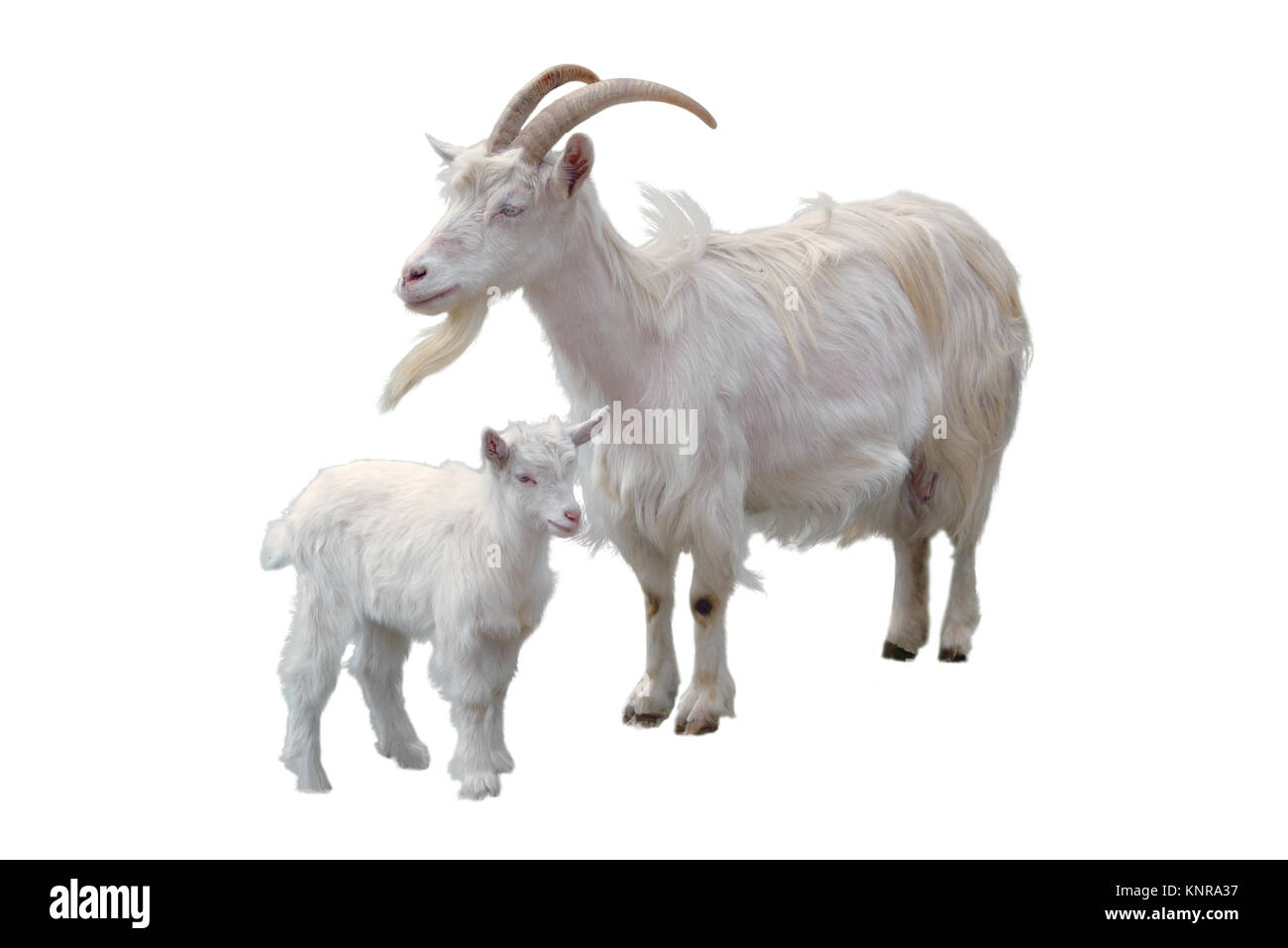 Chèvre blanche et kid se tenir à côté de l'autre, isolé sur blanc Banque D'Images