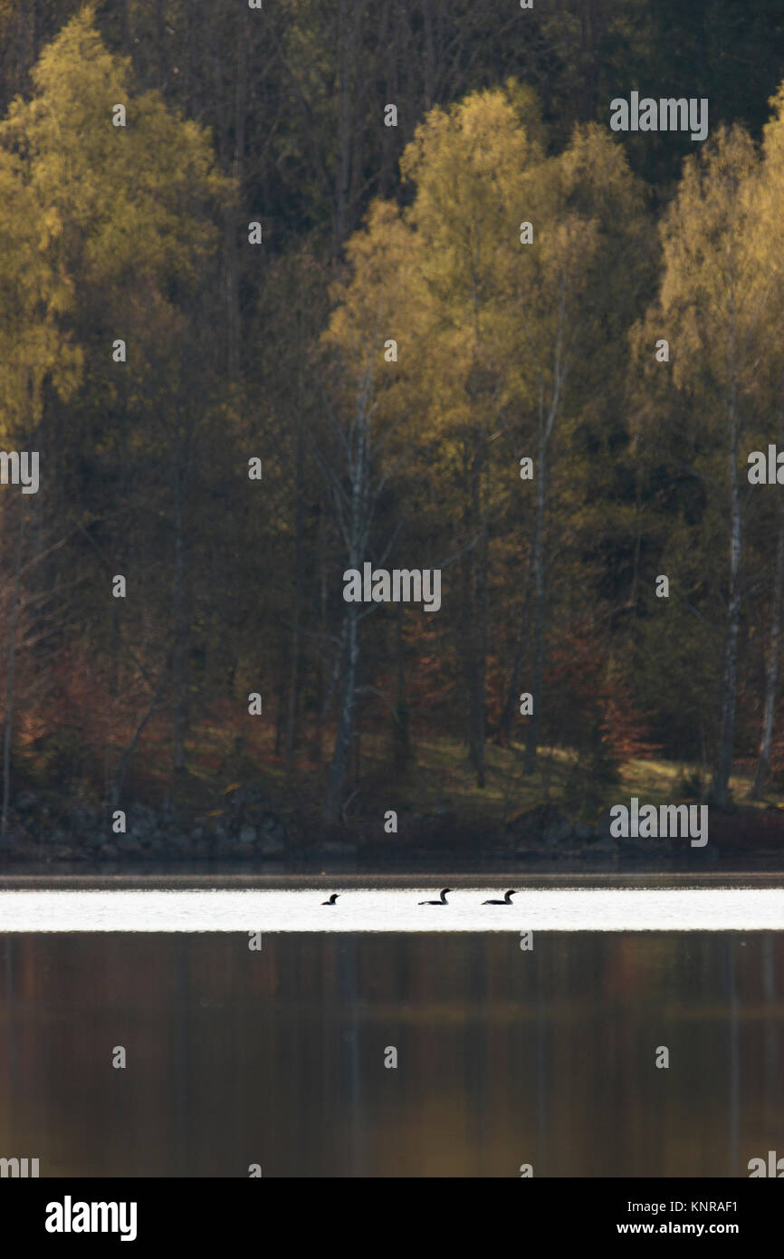 Le Plongeon arctique Plongeon catmarin / noir / Prachttaucher ( Gavia arctica ), petit groupe, troupeau, une cour pour le lac calme, belle coloration des feuilles, au printemps, Sc Banque D'Images