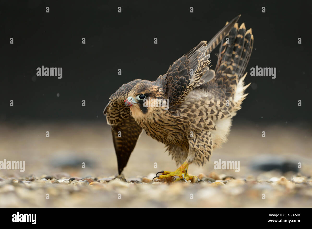 Faucon pèlerin / Wanderfalke ( Falco peregrinus ), jeune adolescent, s'étirant son corps et ailes, ressemble à un élégant bow, de la faune, de l'Europe. Banque D'Images