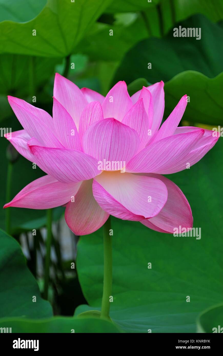 Fleur De Lotus En Pleine Floraison Symbole De La Religion