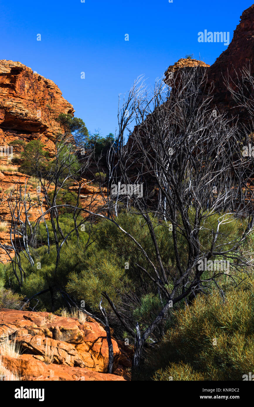 Kings Canyon (Watarrka National Park), Territoire du Nord, Australie. Banque D'Images