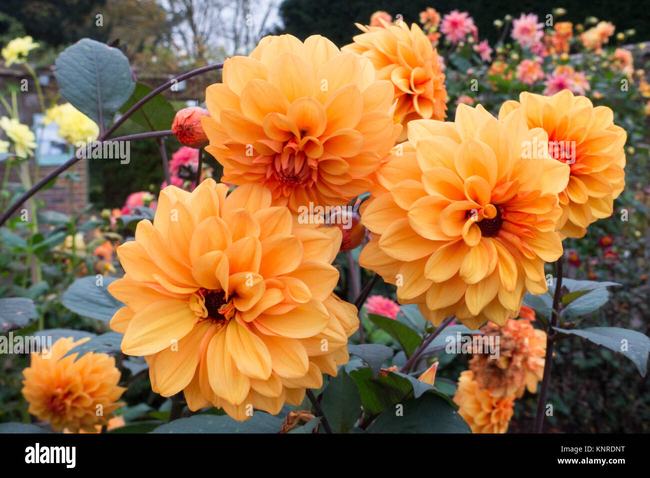 David Howard Dahlias Banque D'Images