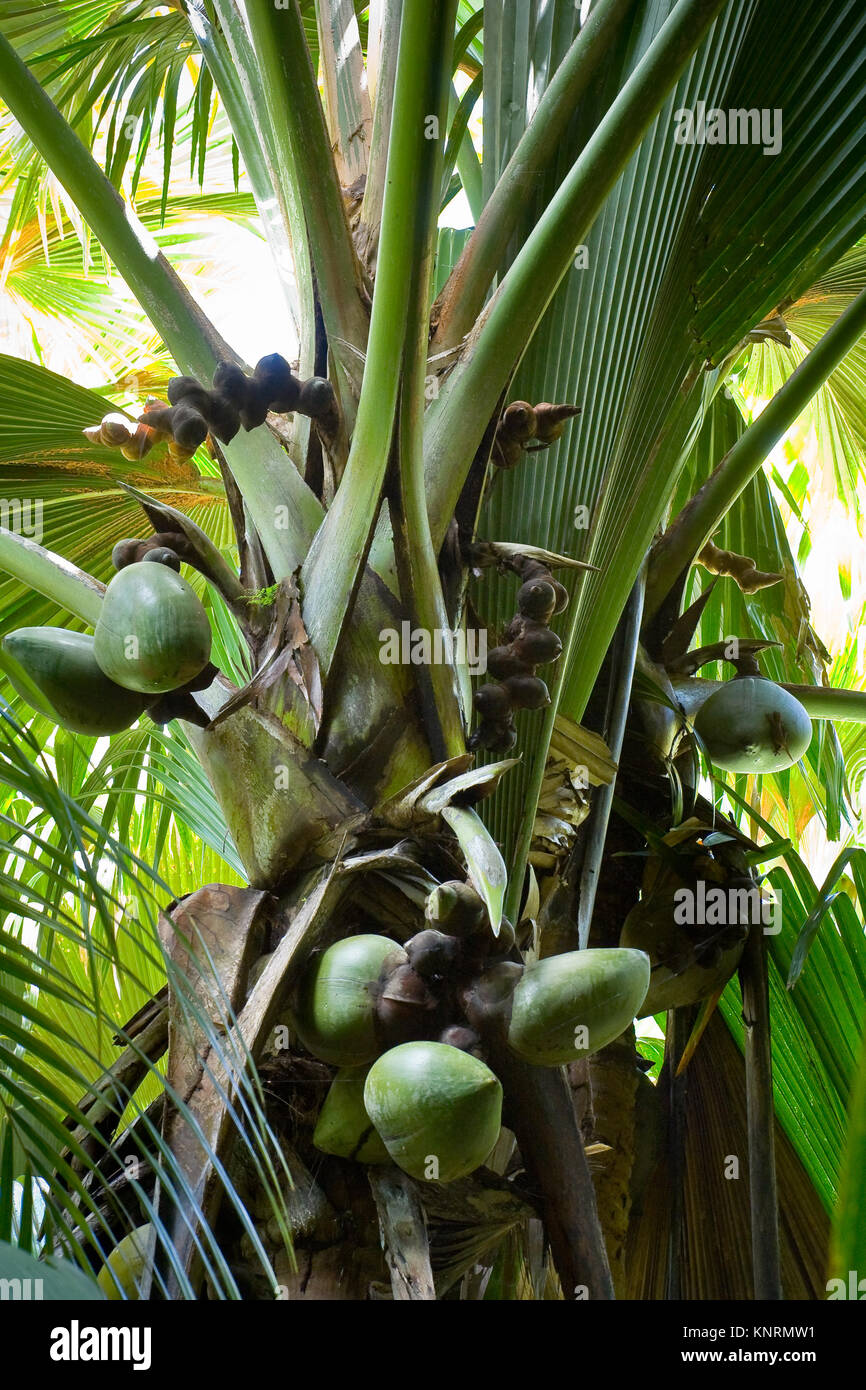 Les écrous et vert de l'inflorescence femelle de coco de mer (Lodoicea maldivica) dans la réserve naturelle de la Vallée de Mai, Praslin, Seychelles Banque D'Images