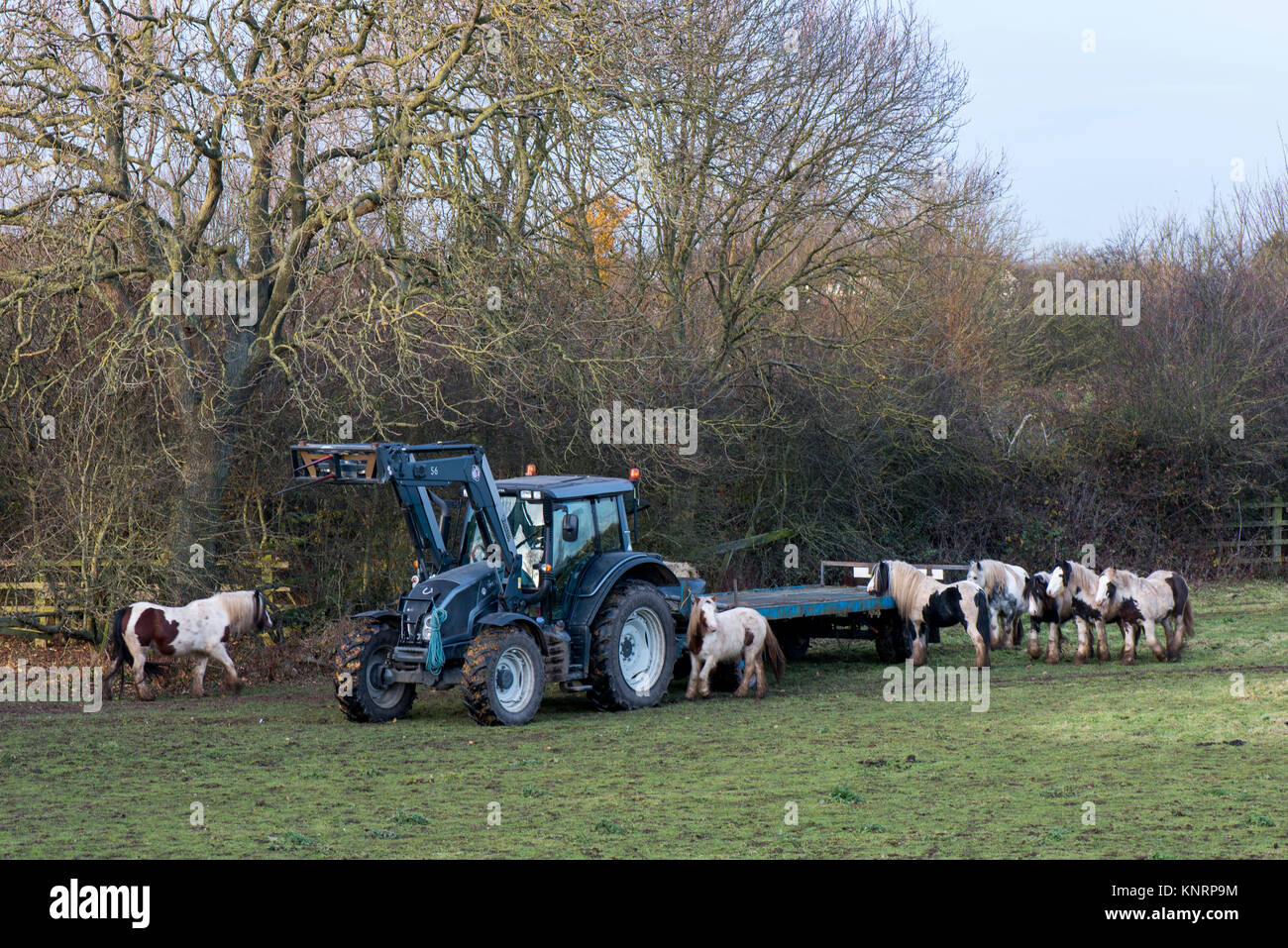 Un agriculteur à nourrir ses chevaux, vu de l'A46 en direction de Newark on Trent, Dorset, UK Banque D'Images