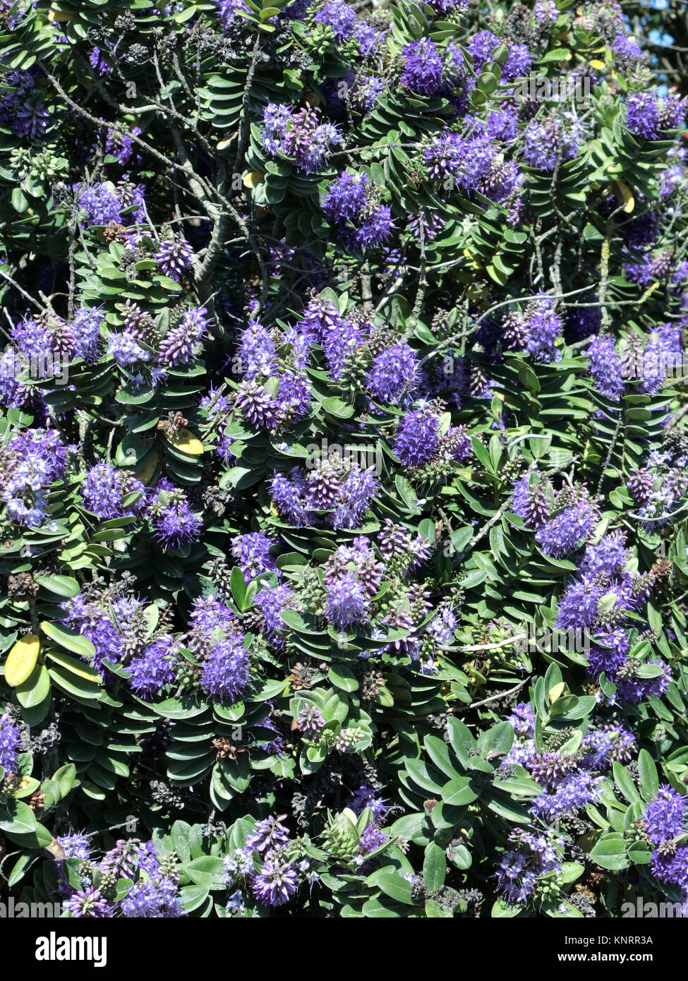 Hebe franciscana x ' Blue Gem' Shrun en fleur, UK Banque D'Images