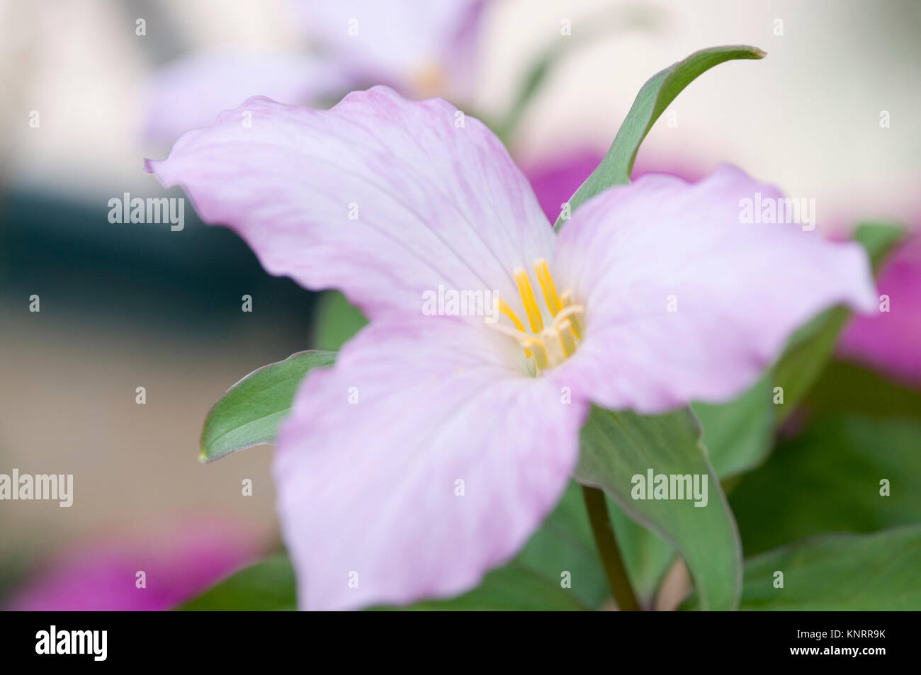 TRILLIUM GRANDIFLORUM SOUCHE ROSE GÖTEBORG Banque D'Images