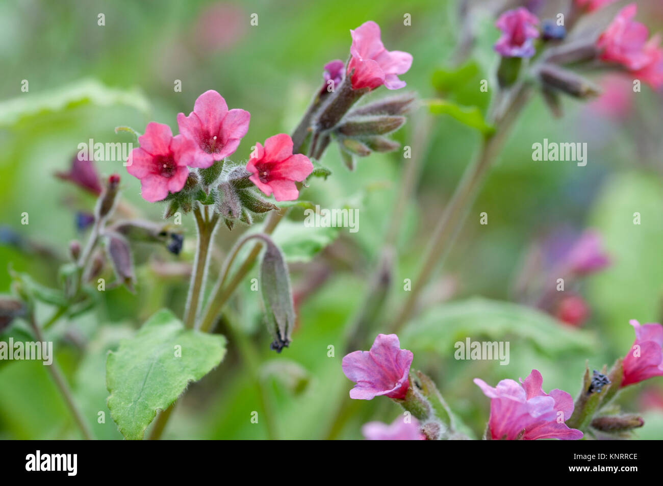 PULMONARIA ROUSSEUR ROUGE Banque D'Images