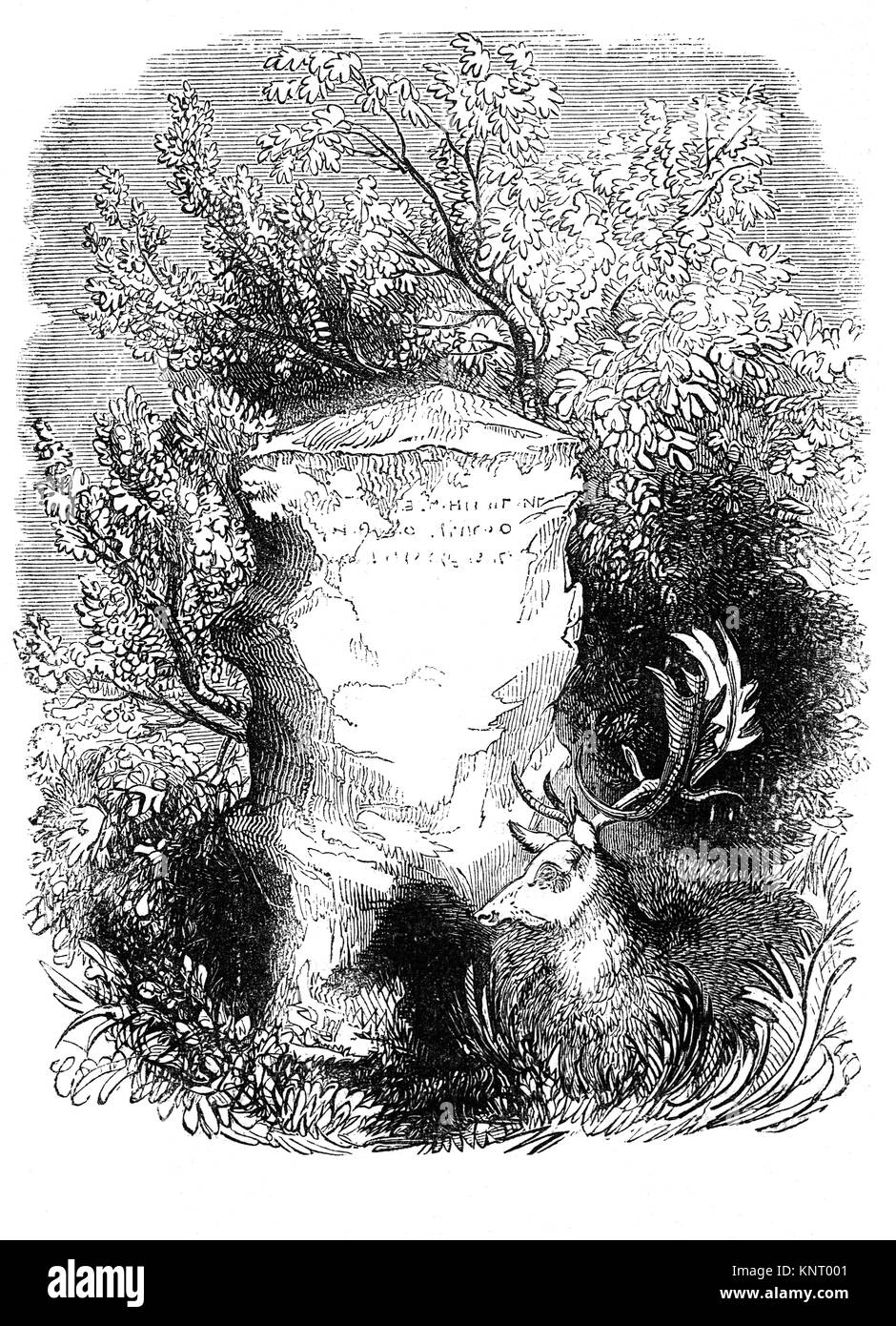 Un cerf se reposant près d'une pierre dans la nouvelle forêt d'où la flèche de Sir Walter Tyrell (1065 - 1100) après un certain temps, jeta un coup. Il était un aristocrate anglo-normande célèbre pour son implication dans la mort du roi Guillaume II d'Angleterre, également connu sous le nom de William Rufus lors d'une chasse dans la forêt . Hampshire Angleterre Banque D'Images
