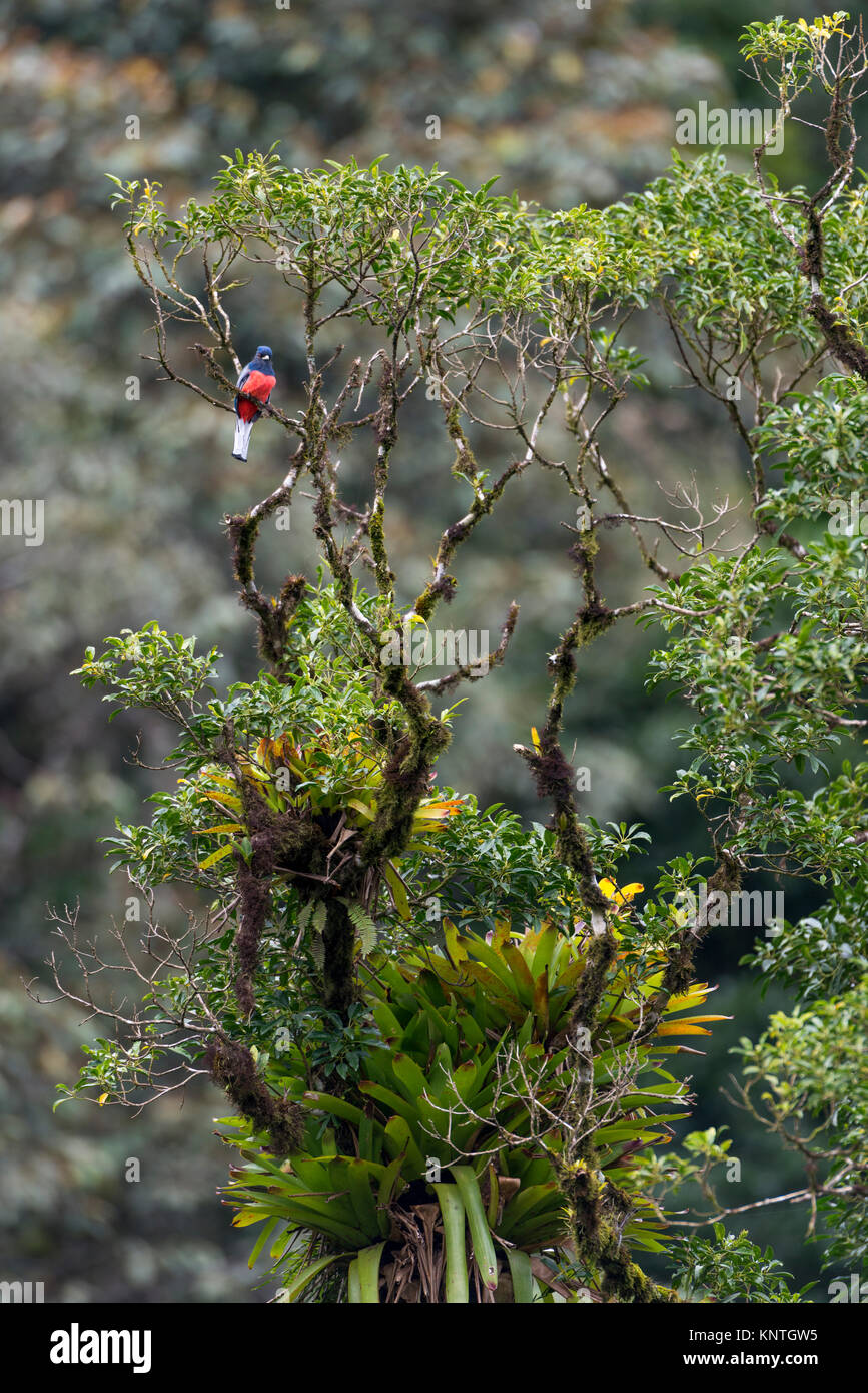 Un Trogon Trogon surrucura Surucua () en haut d'un arbre dans la Forêt Tropicale Atlantique de se le Brésil. Banque D'Images