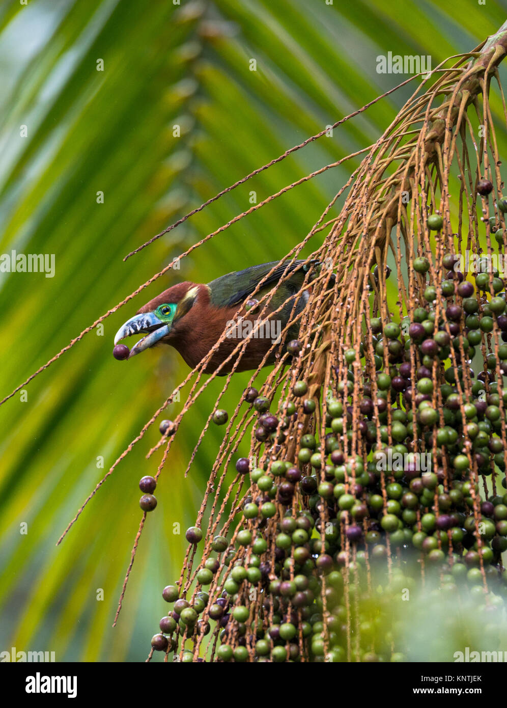 Toucanet à bec Spot sur l'alimentation le Palmito de fruits dans la forêt tropicale atlantique du Brésil SE Banque D'Images