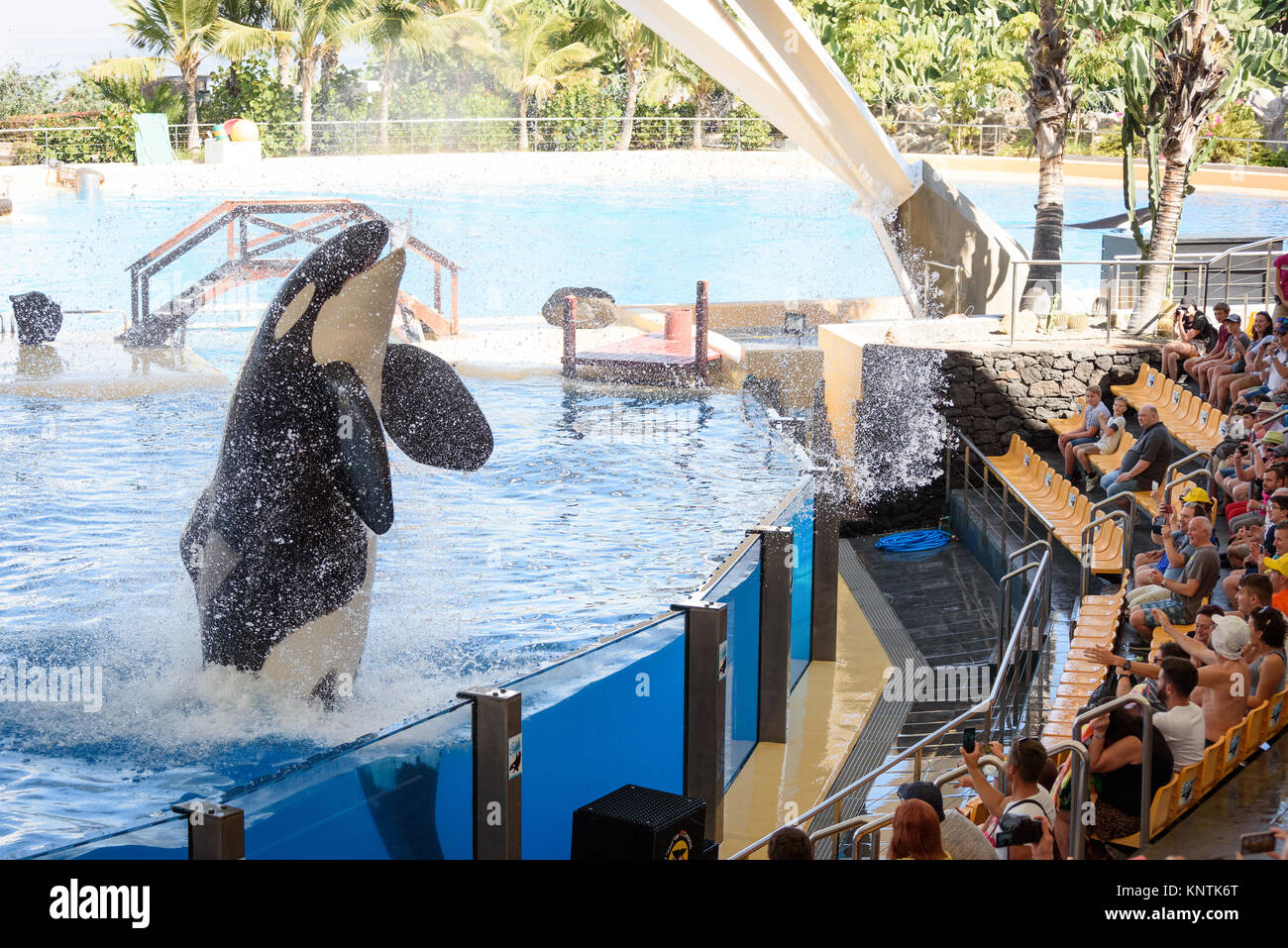 Un orque sautant avant d'éclabousser la foule à Loro Parque Banque D'Images