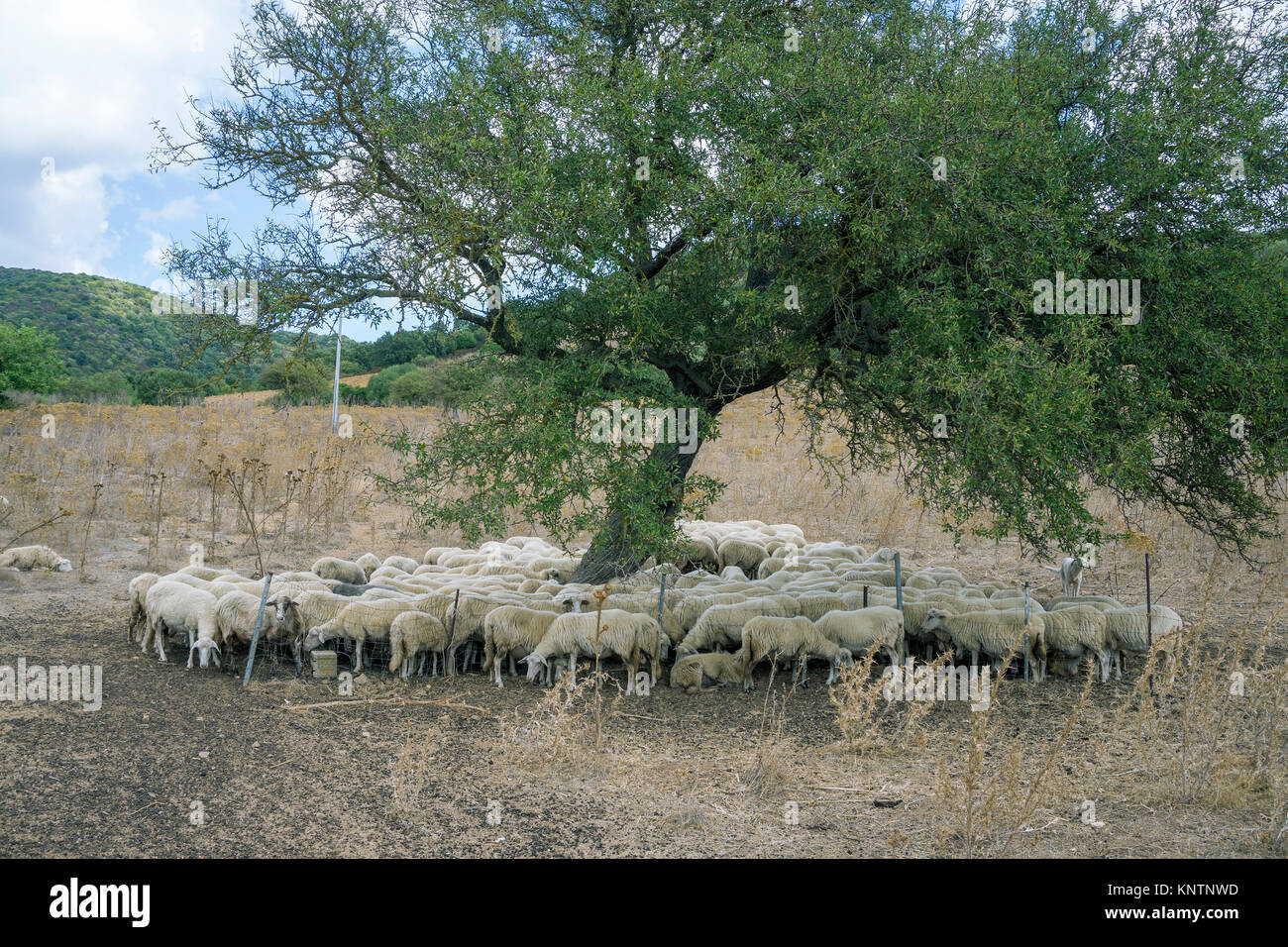 Un troupeau de moutons à la recherche d'ombre sous un olivier, Luras, Gallura, Sardaigne, Italie, Méditerranée, Europe Banque D'Images