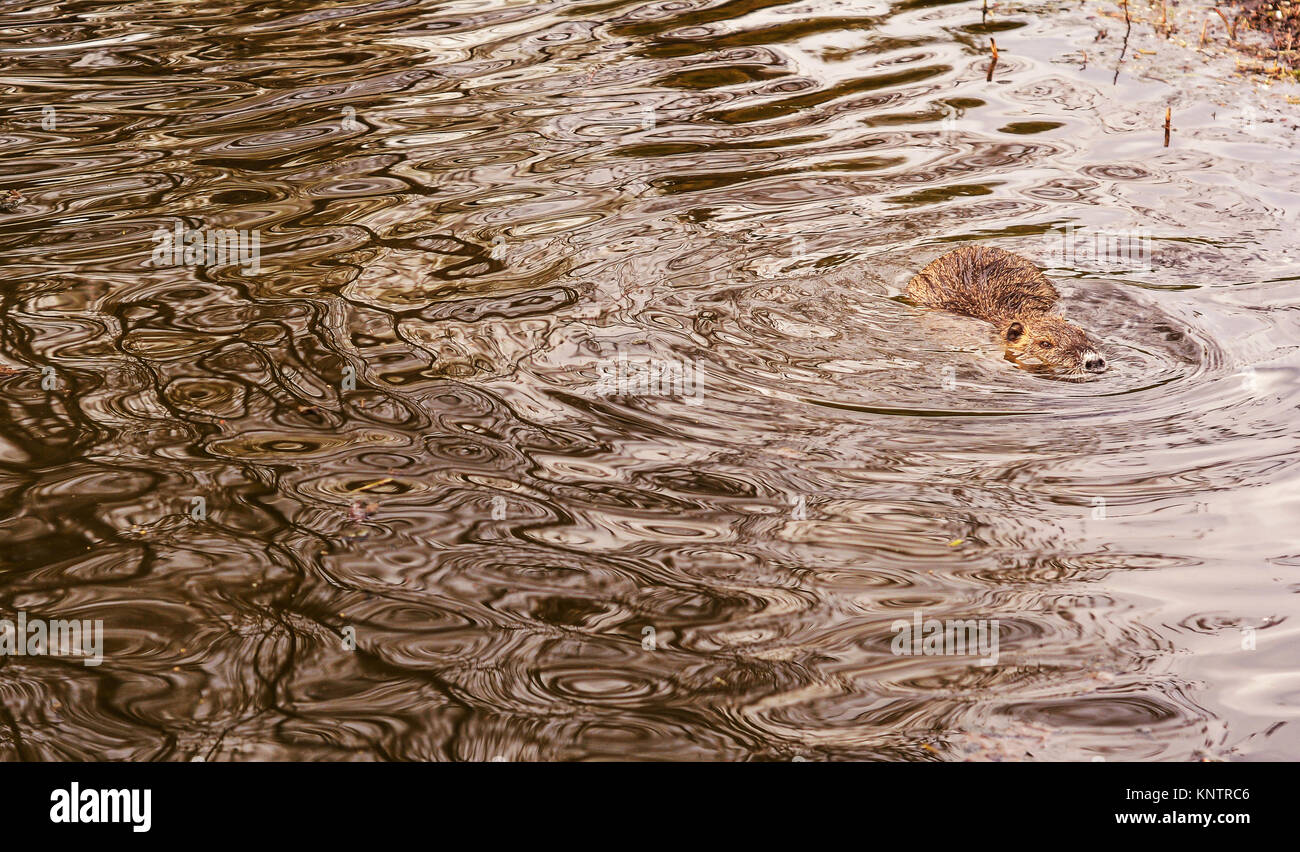 Castor eurasien natation dans l'eau Banque D'Images