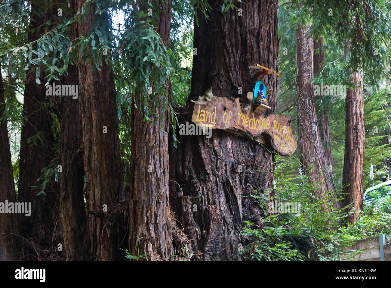 Séquoias et la signalisation à TERRE DE BOUDDHA DE MÉDECINE - SANTA CRUZ, CALIFORNIE Banque D'Images