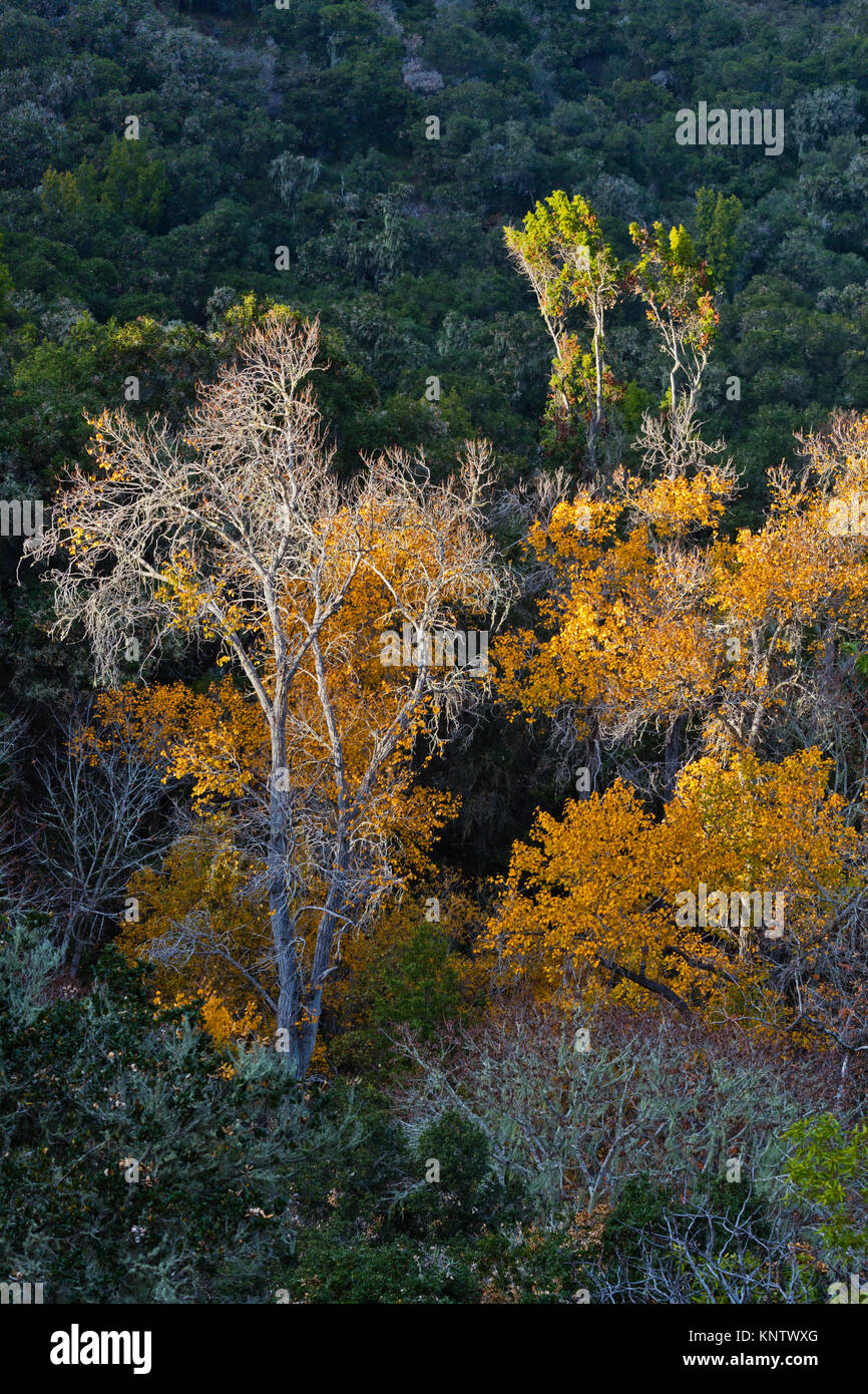 Les arbres d'automne dans le CANYON DU HÉRON - CARMEL VALLEY, Californie Banque D'Images