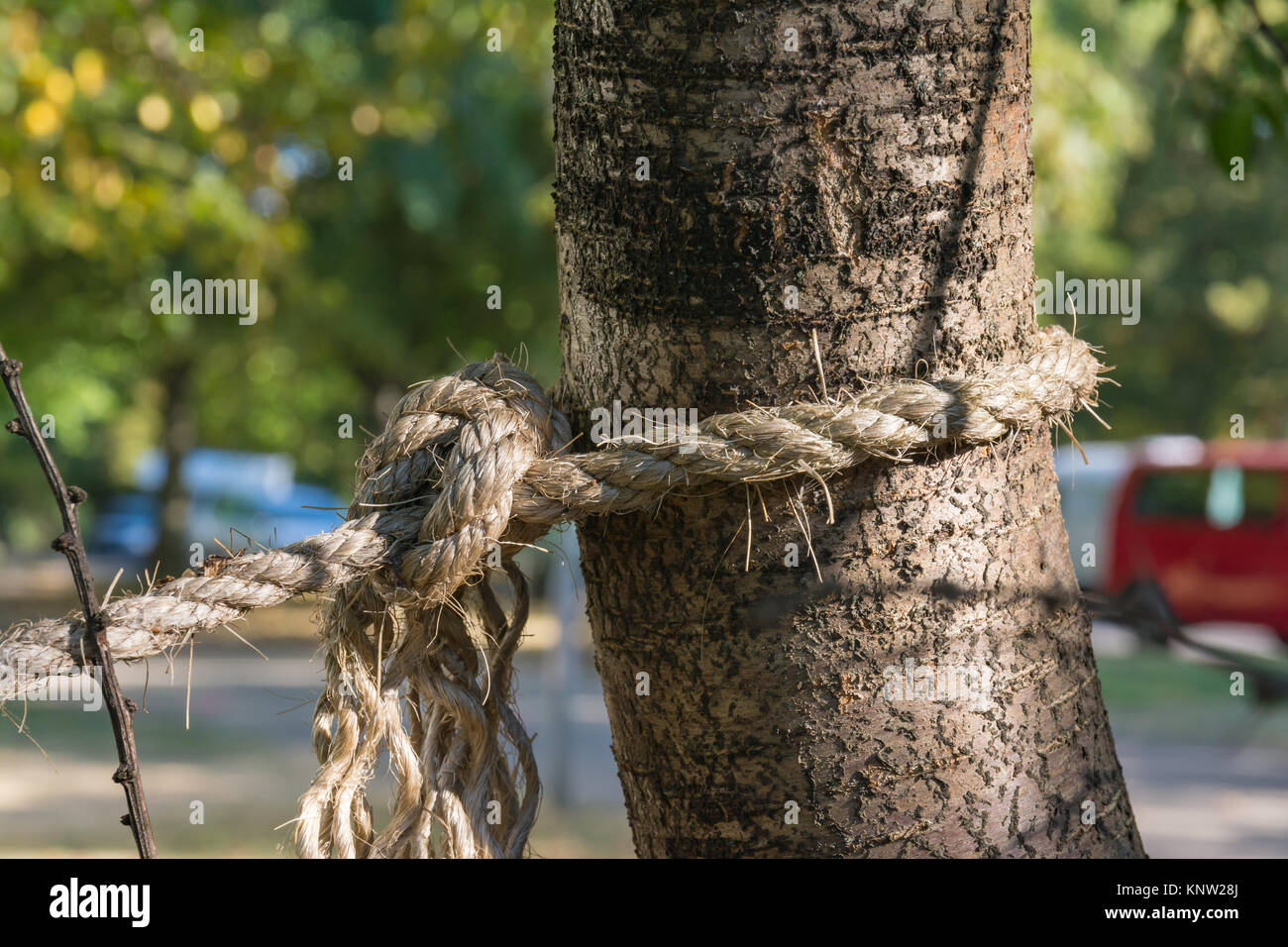Fixer la corde nouée autour de tronc de l'arbre de la Force à l'extérieur Matin Banque D'Images