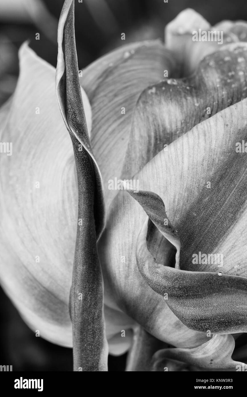 Abstrait noir et blanc d'une feuille fleurs tulipes et bud. L'extrême profondeur de champ avec l'accent sur des feuilles enroulées. Banque D'Images