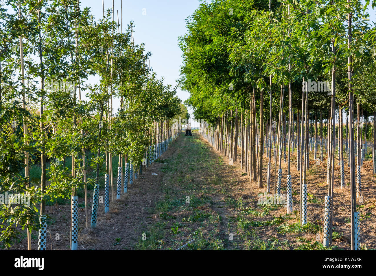 Dans les rangées d'arbres à l'extérieur du point de vue de la profondeur de l'agriculture Tracteur Banque D'Images
