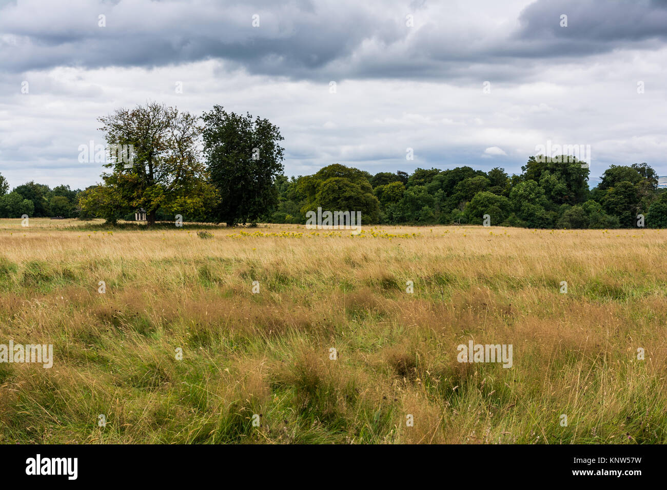 Irlande Celbridge la longue herbe Paysage Champ Sombre Banque D'Images