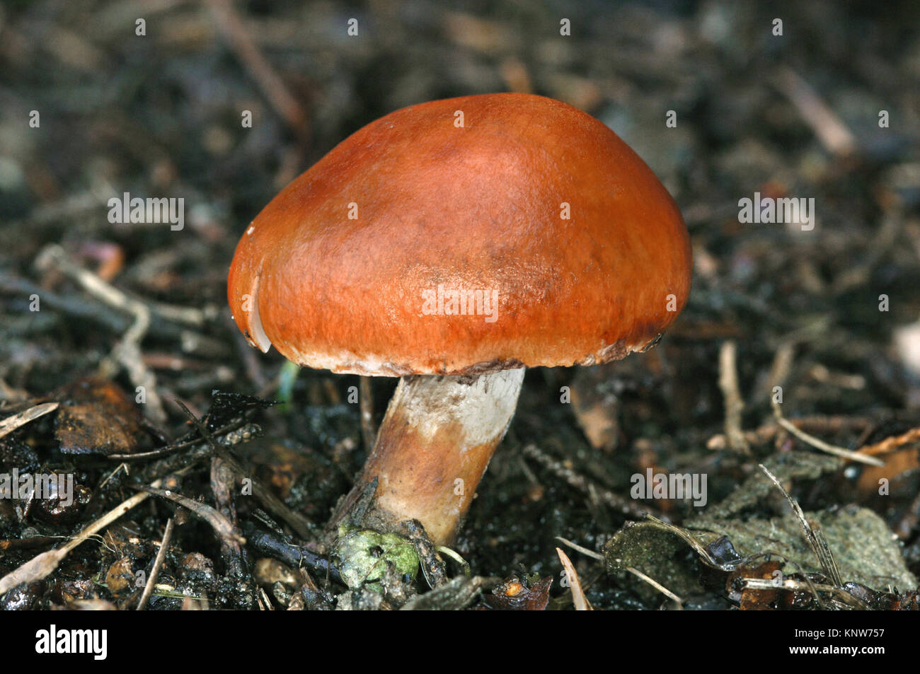 Redlead Roundhead - Leratiomyces ceres (Stropharia aurantiaca) Banque D'Images