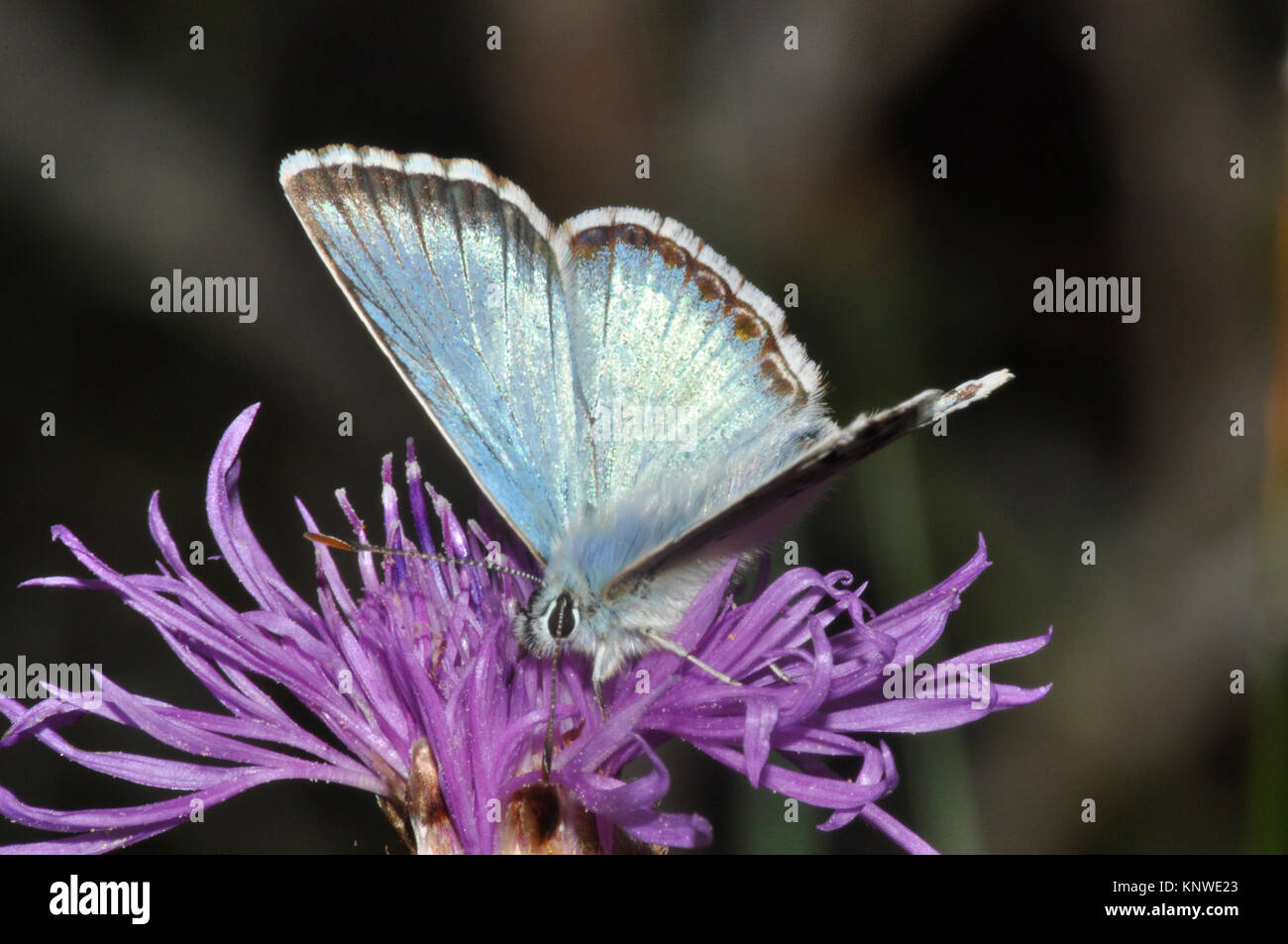 Chalkhill Blue, papillon, 'Polyommatus corydon',juillet et août,prairies calcaires, Wiltshire, Angleterre, Royaume-Uni Banque D'Images