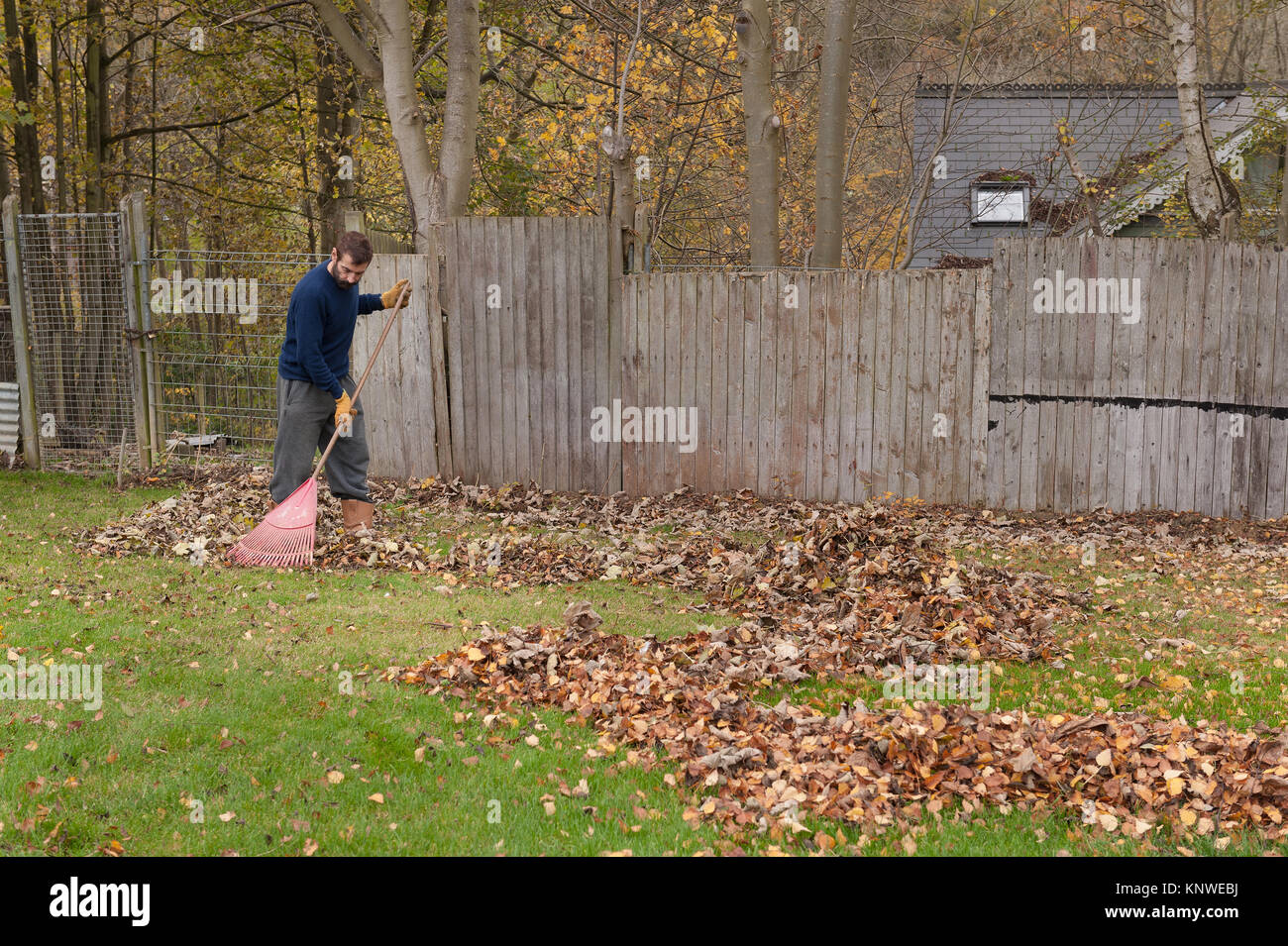Homme barbu balayant les feuilles d'arbres voisins qui ont atterri sur une pelouse jardin corvée pénible sans fin en automne Banque D'Images