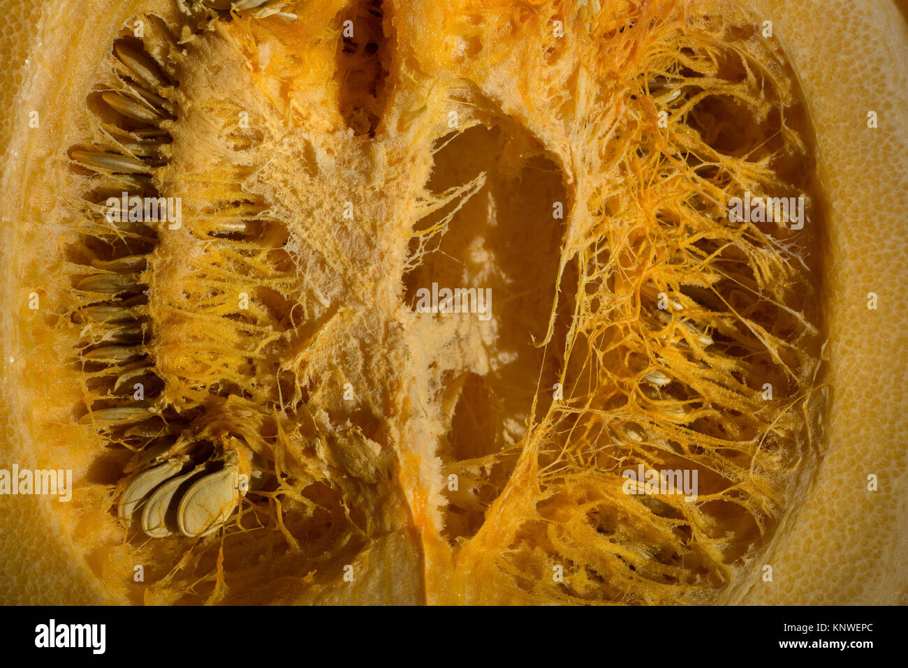 Fibrilles et structure interne de la cavité de légumes potiron montrant nature fibreuse et thread réseau d'un labyrinthe de fils un autre paysage unique Banque D'Images