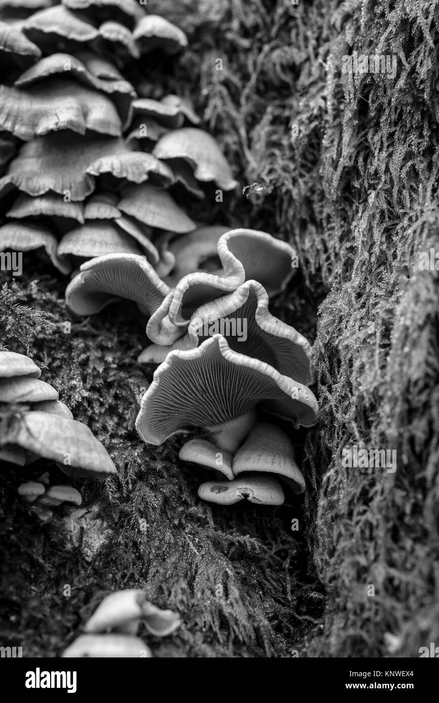 De plus en plus de champignons forestiers sur une souche d'arbre Banque D'Images