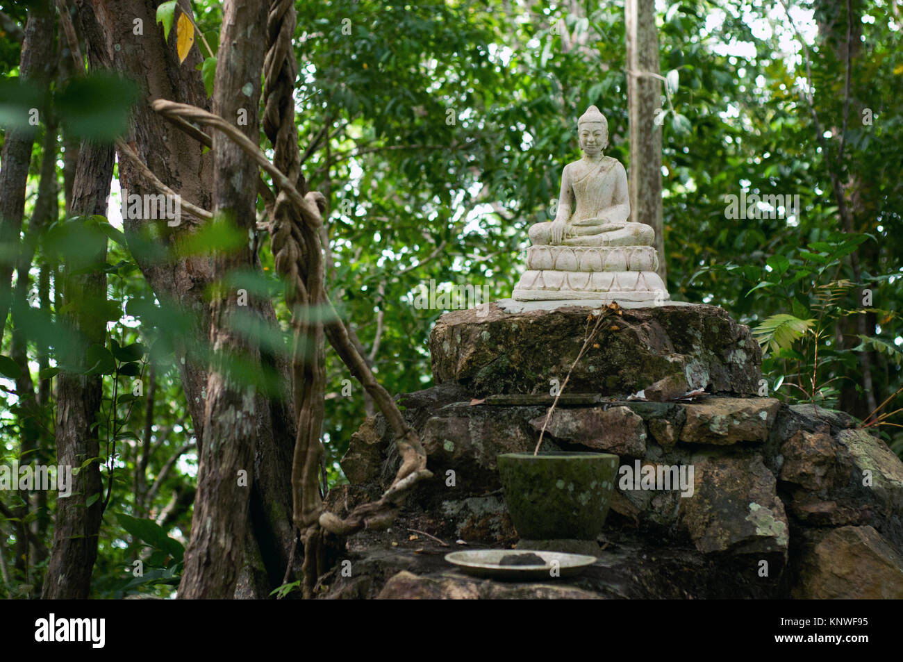 Bouddha sous un arbre, au Cambodge Banque D'Images