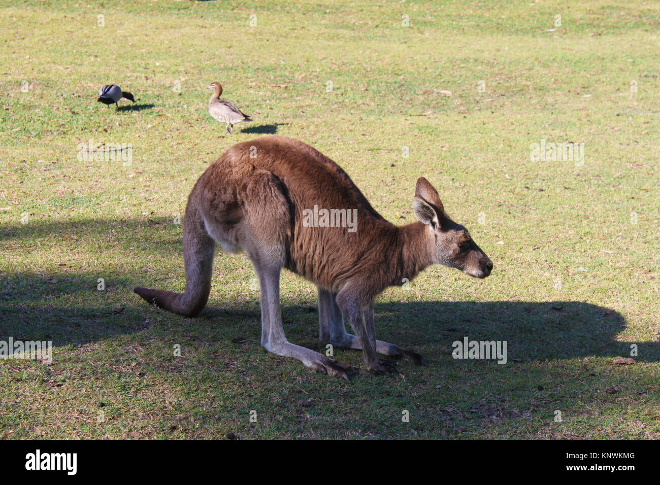 Libre vue latérale du kangourou australien dans une réserve naturelle de l'herbe bien verte avec des oiseaux autour de wndering derrière elle Banque D'Images