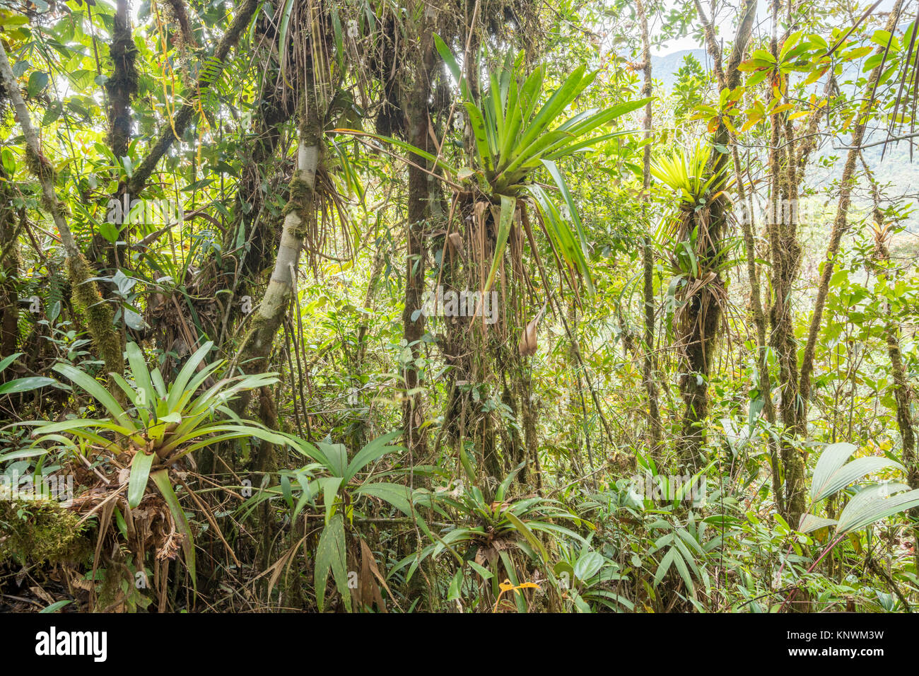 De nombreux broméliacées poussant dans les forêts tropicales de montagne avec des troncs moussus dans la cordillère du Condor, un site d'une grande biodiversité et d'endémisme dans sud Banque D'Images